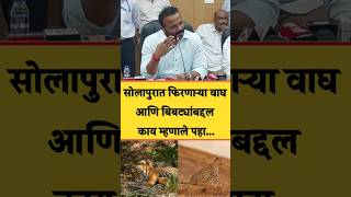 Solapur Tigers and Leopards | सोलापुरात फिरणाऱ्या वाघ आणि बिबट्यांबद्दल पालकमंत्री काय म्हणाले पहा..