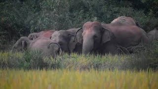 Elephant : শতাধিক হাতির বিচরণ ঝাড়গ্রাম জেলা জুড়ে, ভোট গ্রহণে বিশেষ সতর্কতা বন দপ্তরের!