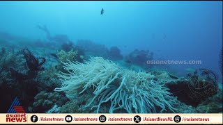 ഇന്ത്യൻ മഹാസമുദ്രത്തിലെ കോറൽ സൂപ്പർ ഹൈവേ | CORAL REEF