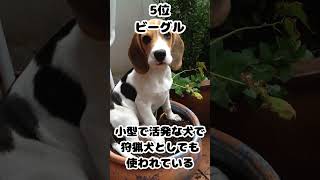 【雑学】世界で最も人気の犬種TOP10（アメリカ）【ランキング】