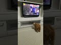 癒し系♪テレビに映っている犬に吠える子 ダップー