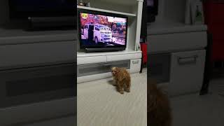 癒し系♪テレビに映っている犬に吠える子(ダップー)