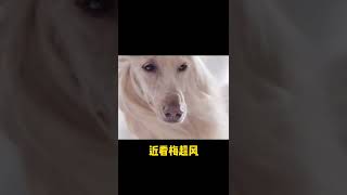 阿富汗猎犬水底游泳，好飘逸的一身秀发！看游泳时候的样子，你们被萌到还是   抖音 #shorts