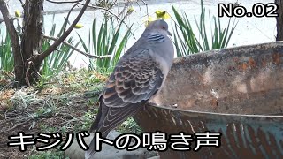 キジバトの鳴き声 (縄張り声地上編) No.02 (The Cries of oriental turtle dove)