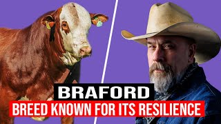 🔴 BRAFORD Cattle BREED  ✅ Biggest Bulls And Cow #braford