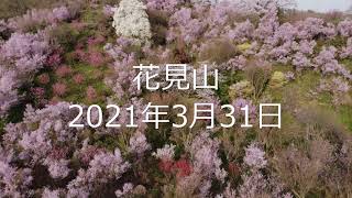 花見山 2021年3月31日　ドローンで撮影してみました