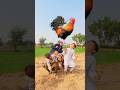 Hilal Vs Haram Animals and birds  🥰 || #shorts #youtubeshorts #islamicvideo