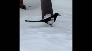 Black Billed Magpie