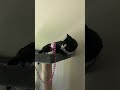 Nata cat 🥰#cat #cats #catvideos #funnycats