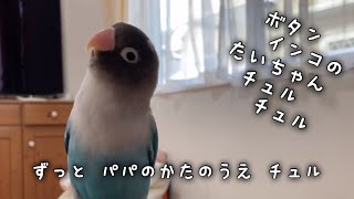 ボタンインコのたいちゃん！ずっとパパのかたのうえ、チュル！