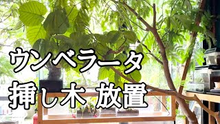 【ウンベラータ】挿し木【折れた枝の再生】