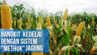 Bangkit Kedelai Dengan Sistem \