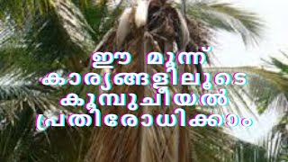 ഈ മൂന്ന് കാര്യങ്ങളിലൂടെ കൂമ്പുചീയൽ പ്രതിരോധിക്കാം # namukkumkrishicheyyam