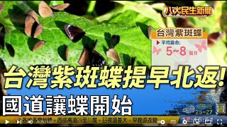 紫斑蝶提早北返! 國道讓蝶急啟動 |【民生八方事】| 2022031605 @gtvnews27