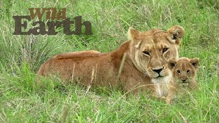 WildEarth - 日の出 - 2020 年 10 月 26 日