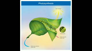 photosynthesis: