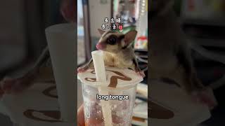 sugar glider glutton boy long tongue 蜜袋鼯 貪吃小蜜  フクロモモンガ 食いしん坊 孤独のグルメ #sugarglider #モモンガ #蜜袋鼯 #フクロモモンガ