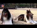 rough collie pros and cons long haired collie andaluz advantages and disadvantages