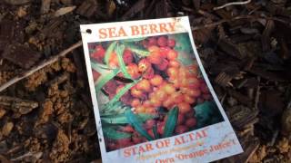 Hippophae Rhamnoides - Planting Seaberry plant, Sea Buckthorn (Part 2)