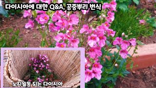 다이시아(다이아시아)에 대한 질문과 답, 관리하는 팁과 공중뿌리번식