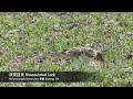 bimaculated larks feeding and singing