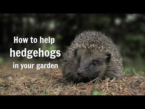 The Wildlife Garden Project - How to help hedgehogs in your garden The Wildlife Garden Project - How to help hedgehogs in your garden