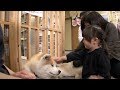 Japan’s Most Faithful Dogs The Akita Inu