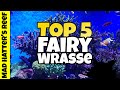 Top 5 Fairy Wrasse For Your Reef Tank