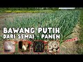 Cara Menanam Bawang Putih Agar Berbuah Lebat, Cara Menanam Bawang Putih dari Awal Sampai Panen