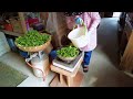 【田舎暮らし】田植えを仕上げてお茶作りをしました！【山口県】【vlog】