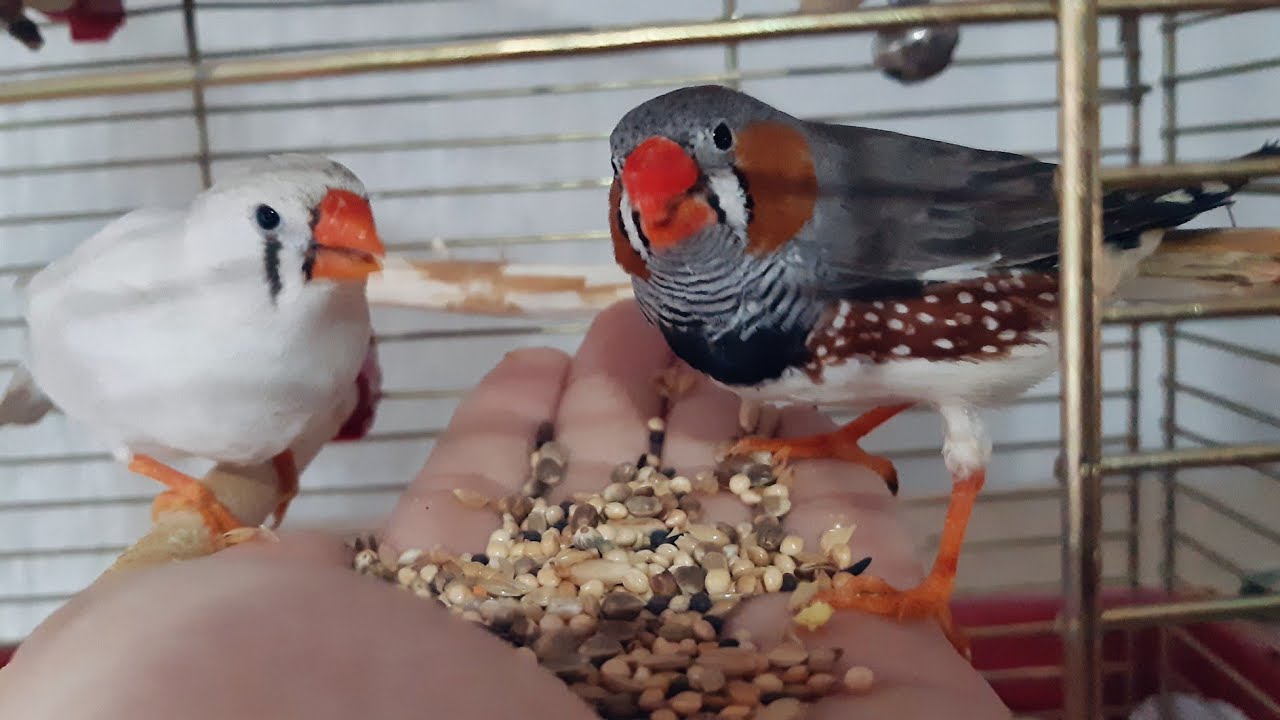 Zebra Finches Eating From Hand - YouTube