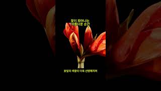 꽃이 피어나는 아름다운 순간 #사소한 궁금증 #이런저런 궁금증 #궁금증 #꽃개화 #타임랩스 #봄의선물 #봄의기적 #꽃피는순간 #자연의아름다움 #타임랩스 #timelapse #개화