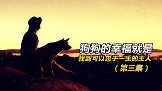 狗狗找主人半生，卻發現主人已經去世！《紅犬歷險記》第3集。 #电影 #电影解说 #影视 #影视解说 #剧情