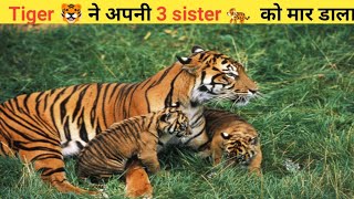 The Rise of the Tigress: ll How She and Her Sisters Conquered the Jungle ll #facts