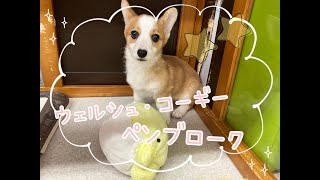 ペット新着情報【京都店】おもちゃ大好きでござる！コーギーちゃん♪【ひごペットフレンドリー】