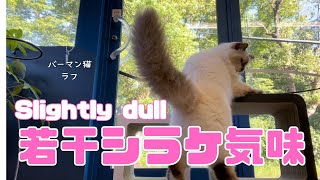 バーマン猫ラフ【若干シラケ気味】Slightly dull（バーマン猫）Birman/Cat