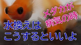 メダカが病気になった時の水換え方法　滋賀県のメダカ販売店　めだか藁屋　高木正臣