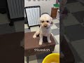 恵方巻と犬 shorts