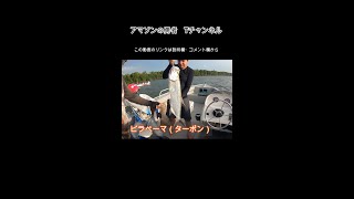 【怪魚・古代魚】その②大物釣り！アマゾン川河口サンカエターノでニベ科の魚達を狙う！【アマゾン川釣り】Pescaria no São Caetano de Odivelas Pará #Shorts