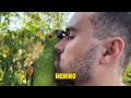 watch what this parrot does funny parrot from brazil 🐥😍