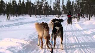 【フィンランド】北極圏で、オオカミのような大型ハスキー犬と犬ぞり