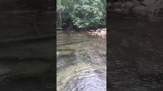 Nature Sound Nature Relaxing Sounds Forest