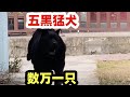 广西土猎混血松狮犬诞生国产五黑猛犬，价格高达数万一头