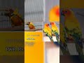 Birds price May 2022 #hawkheadedparrot #birds #birdsprice #sunconure  #bangial