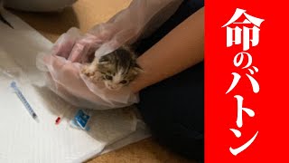 ＃１３９【命のバトン】育児放棄の母猫…ミルクボランティアを依頼