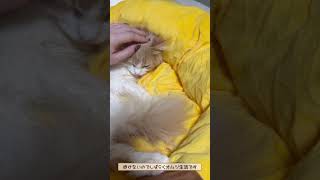 退院してきました！！ #vlog #女性社長 #fip #猫コロナウイルス  #猫