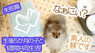 生後５ヵ月のポメラニアンの子犬にトイレを教えてみた（失敗篇）【はなポメ#614】