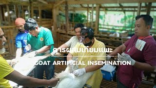 การผสมเทียมแพะ (Goat Artificial Insemination)