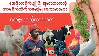 အေဇိုလာစိုက်ပျိုးပီး ချမ်းသာလာတဲ့ အာဖရိကတိုက်က မွေးမြူရေးသမားများ