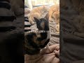 【猫】猫はお昼寝好き🤗三毛猫のミキちゃん＆茶トラのココちゃん＆タイガ＆黒猫のクロちゃん＆クリーム猫のみるきー【癒し】 shorts